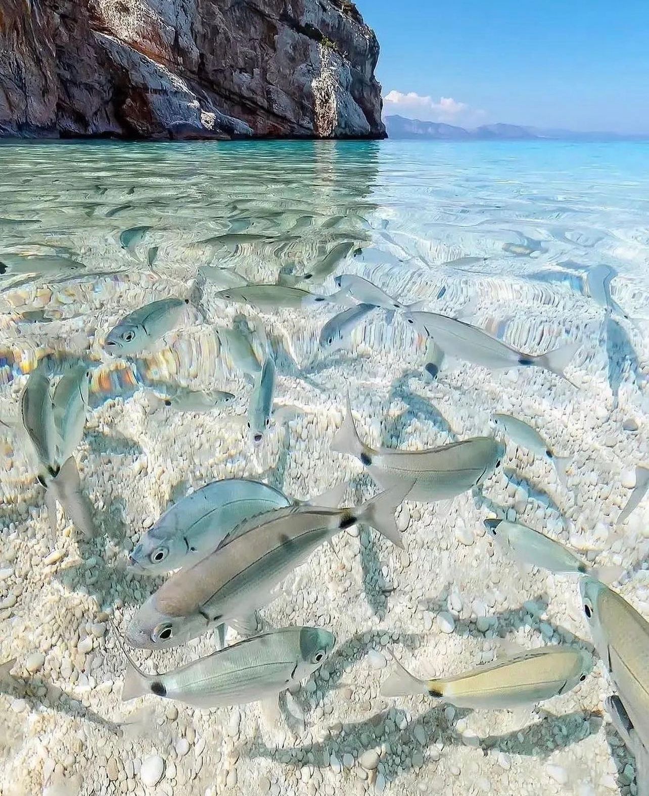 fish of Sardinia, Italy